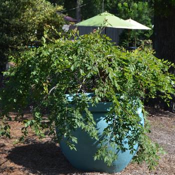 Ulmus alata 'Lace Parasol'