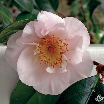 Camellia japonica 'Mrs. D.W. Davis' 