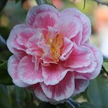 Camellia japonica 'Carrie Lou' 
