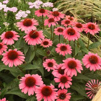 Echinacea Eye-Catcher™ 'Coral Craze'