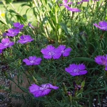 Dianthus amurensis 'Siberian Blues' 