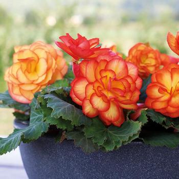 Begonia x tuberhybrida Nonstop® 'Fire'