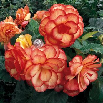 Begonia x tuberhybrida 'Sunset' 