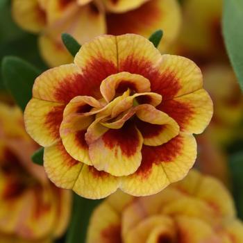 Calibrachoa Minifamous® 'Neo Double OrangeTastic'