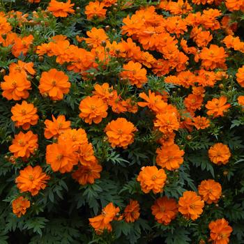 Cosmos sulphureus 'Mandarin' 