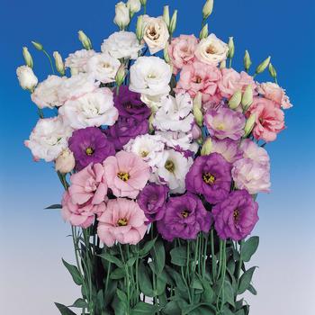 Eustoma grandiflorum 'Echo Mix' 