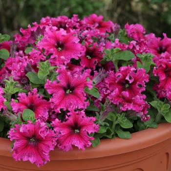 Petunia 'Espresso Frappé Rose' 