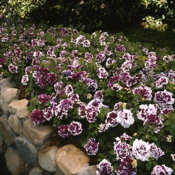 Petunia 'Pirouette Purple' 