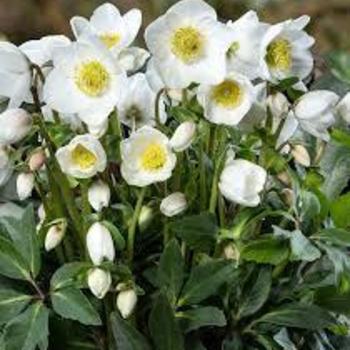 Helleborus 'Diva®' 