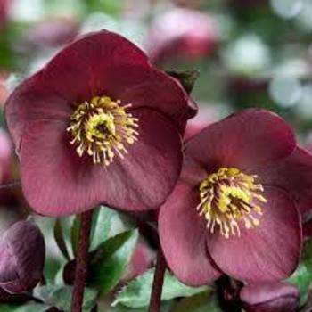 Helleborus 'Brunello' 