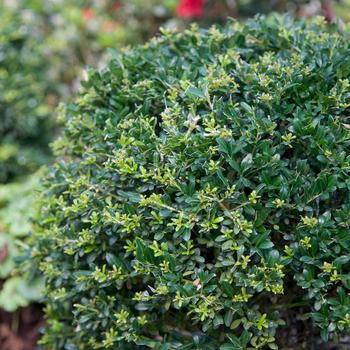 Ilex crenata Low Rider™