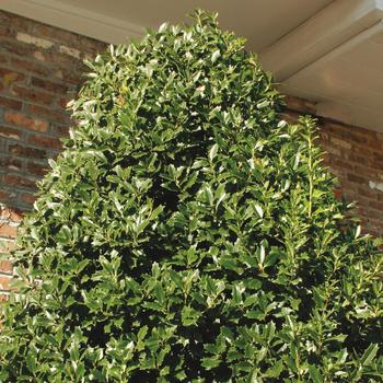 Ilex 'Magland' PP14417