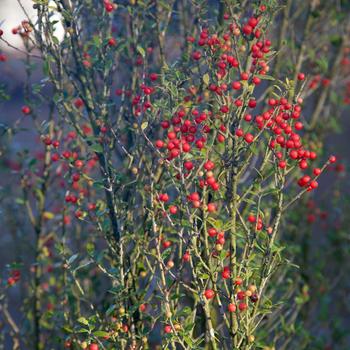 Ilex vomitoria 'Scarlet's Peak'