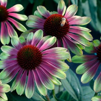 Echinacea Kismet™ 'Sweet Sandia'