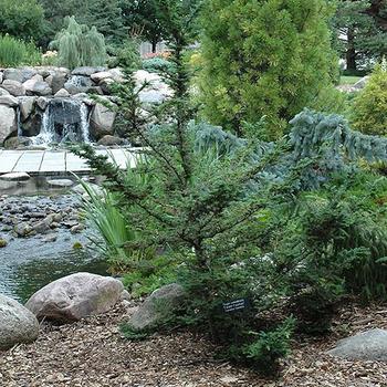 Tsuga canadensis 'Forest Fountain' 