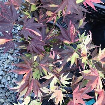 Acer palmatum 'Taimen Nishiki' 