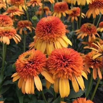Echinacea purpurea 'Orange Fascinator' 