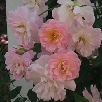 Rosa 'Perfume Breeze™' 