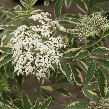 Sambucus nigra 'Sanivalk' PP28314, Can PBRAF