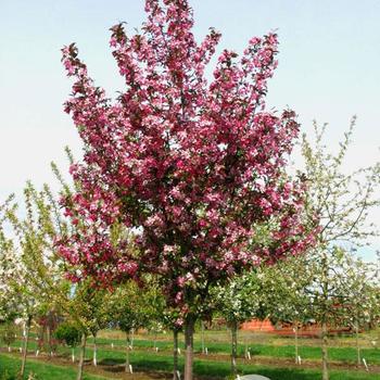 Malus 'JFSKW139MX' PP31232