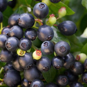 Vaccinium Bushel and Berry® BerryBux™ PP25467 CPBR5497