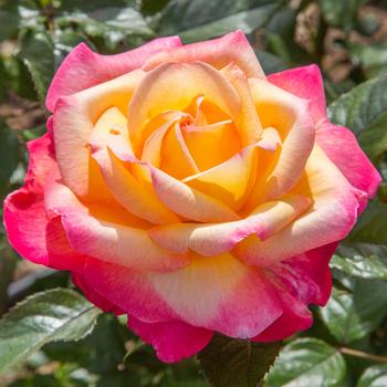 Rosa 'Enchanted Peace™'