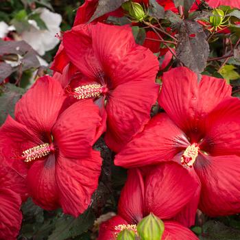 Hibiscus moscheutos Head Over Heels® 'Desire'