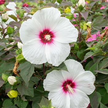 Hibiscus moscheutos 'RutHib5' 