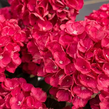 Hydrangea macrophylla Akadama™