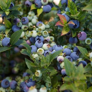 Vaccinium Bushel and Berry® 'Jelly Bean®'