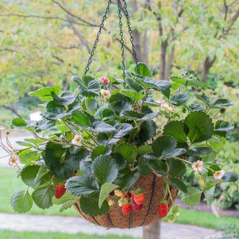 Fragaria x ananassa Bushel and Berry® 'Rosy Belle™'