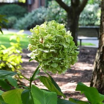 Hydrangea macrophylla 'Lemon Daddy' 17660