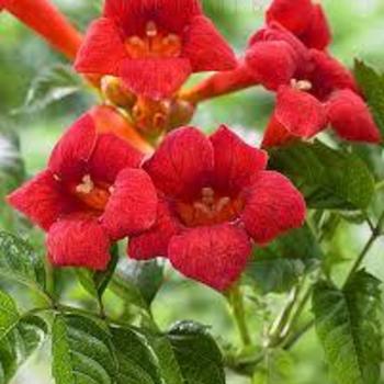 Campsis radicans 'Huitan' 