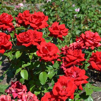 Rosa 'Crimson Bouquet' 