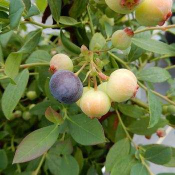 Vaccinium Bushel and Berry® 'Sapphire Cascade'