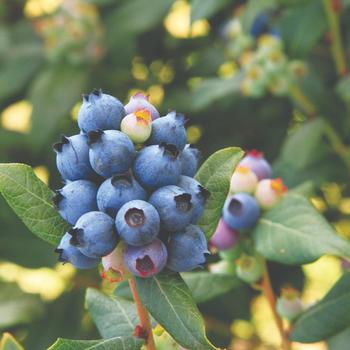 Vaccinium Bushel and Berry® 'Perpetua®'