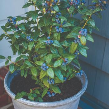Vaccinium Bushel and Berry® 'Perpetua®' (170891)