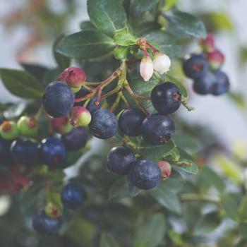 Vaccinium Bushel and Berry® 'Blueberry Buckle®'