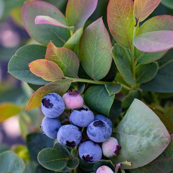 Vaccinium Bushel and Berry® Silver Dollar®