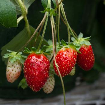 Fragaria x ananassa Bushel and Berry® 'Snowy Belle™'