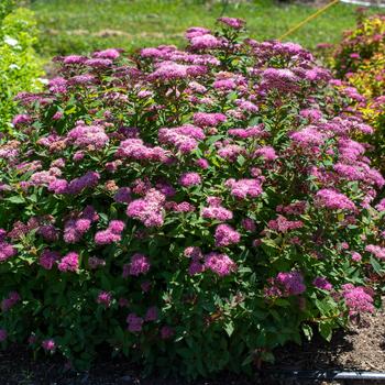 Spiraea japonica Empire® 'Ice Dragon'