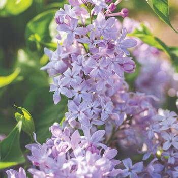Syringa vulgaris 'New Age Lavender'