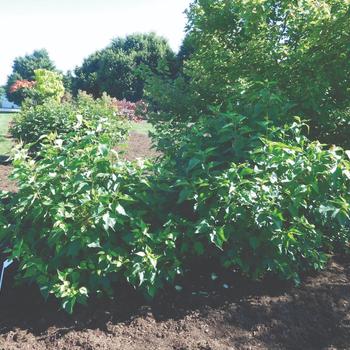 Syringa vulgaris New Age™ '' (170933)