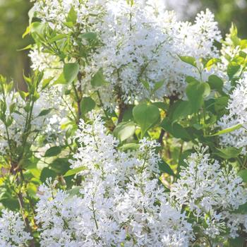 Syringa vulgaris 'G13103' PPAF