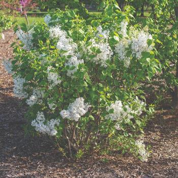 Syringa vulgaris New Age™ '' (170936)
