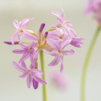 Tulbaghia 'Flamingo' 