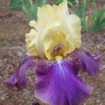 Iris germanica 'Ballyhoo' 