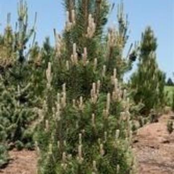 Pinus nigra 'Komet'