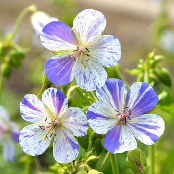 Geranium pratense 'Delft Blue' 