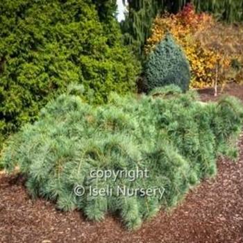 Pinus strobus 'Ground Hugger' 
